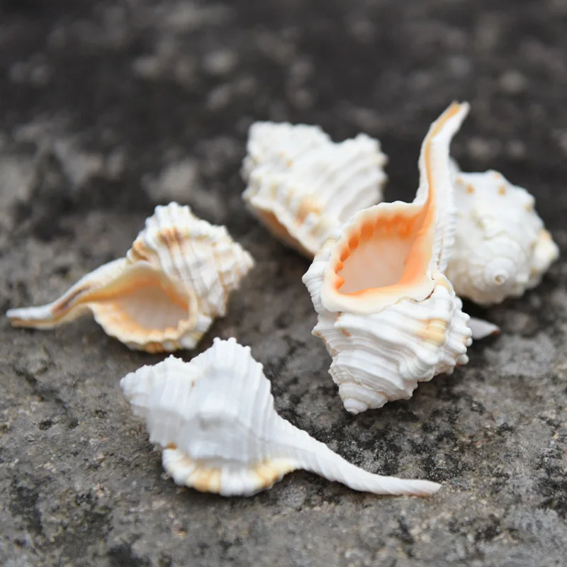 Ranularia gutturnium Natural Rare Specimen Conch Shell Aquarium Decor Ornament Craft Spiral Shell