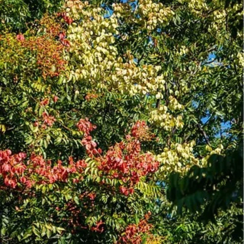 

GEPRC GEP-CT25 Детали рамы Подходит Cinebot25 S 2,5 дюйма Запасная запасная часть Литой под давлением RC DIY FPV Дрон для фристайла