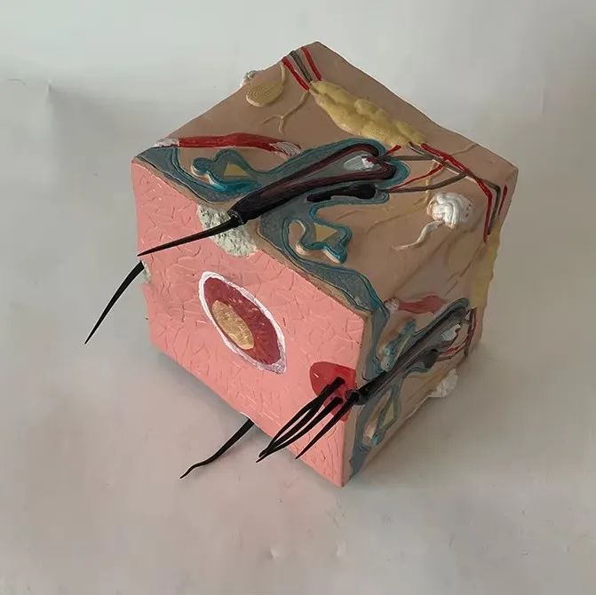 

Human skin structure model Human hair growth process model