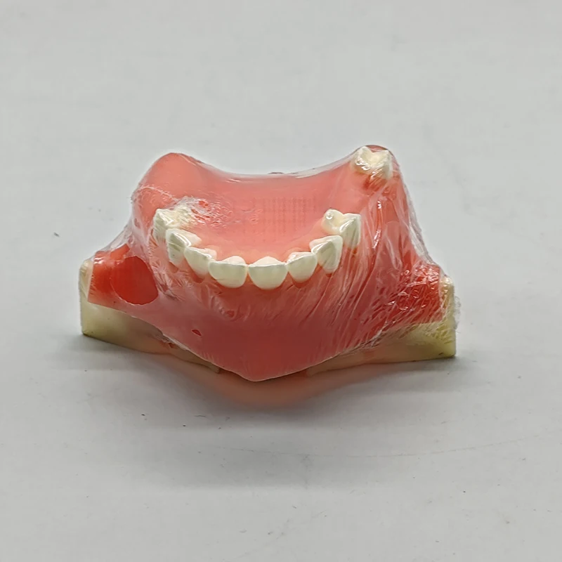 Dental Sinus Lift Practice Model Contains Material Resin