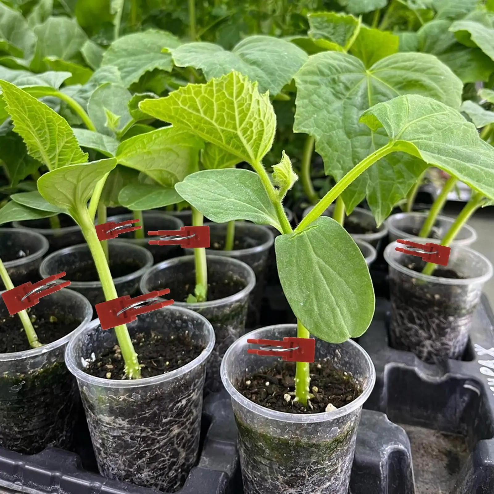 Reusable plastic vine clips for climbing plants such as vegetables fruits tomatoes and grapes clamps ideal for gardening