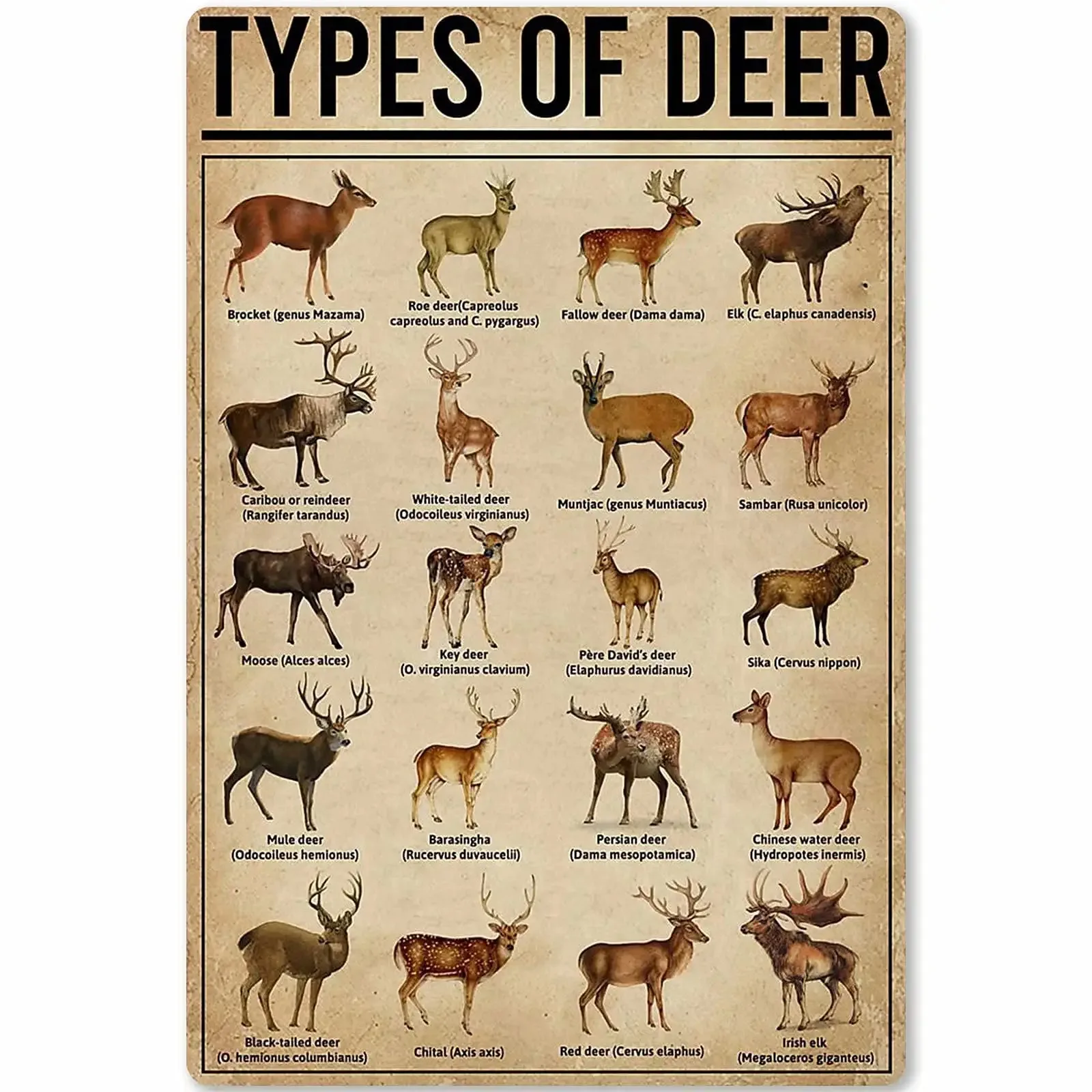 

Types of Deer Metal Signs Deer Knowledge Popular Science Guide Room Club Farm Wall Decor 12x18 In Posters Vintage