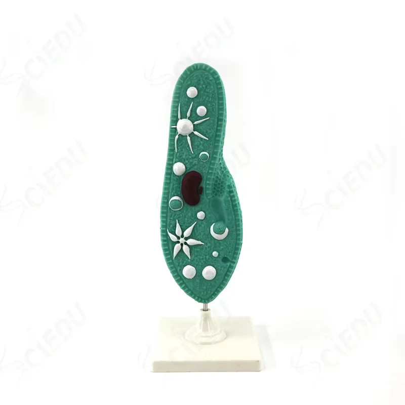 

Anatomy Education Plant Cell Model Biology Teaching Medical Education Plant Cell Model Biology Plant Cell Model