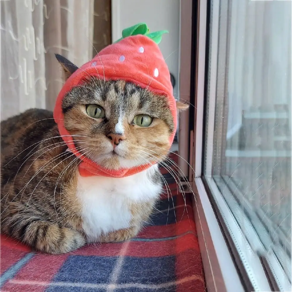 

Cute Watermelon Cat Hat Orange Shape Soft Dog Cosplay Hat Comfortable Avocado Cat Headwear Birthday Party