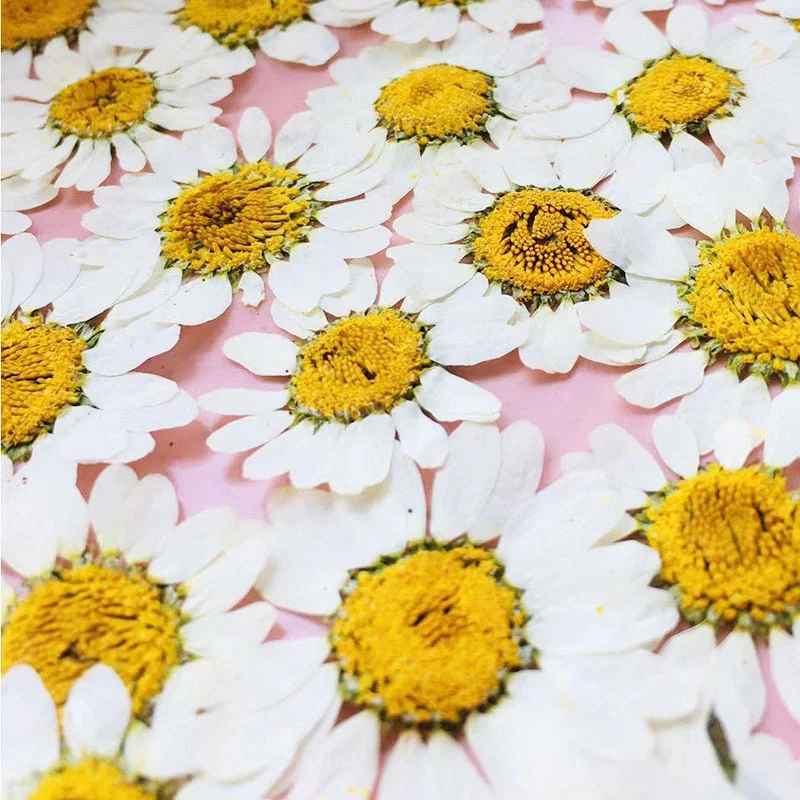 108 Small Daisy Pressed Flower - Home Decor Daisy 评论和价格