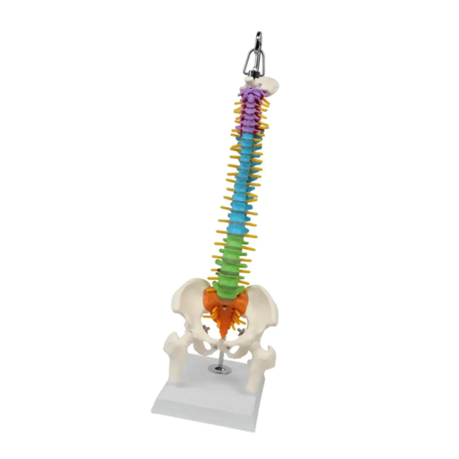

Human Spine Model Practical Anatomy Model for Education Teaching Instruction