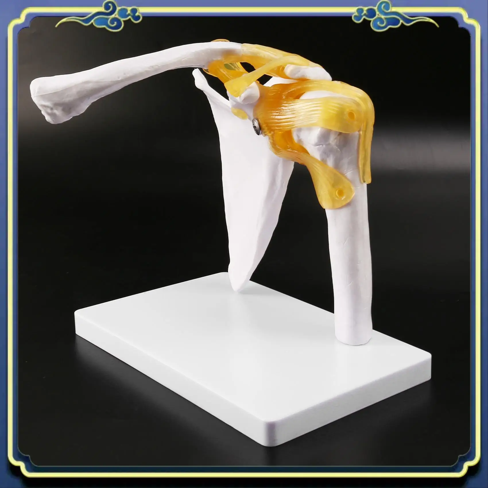 

Портативная модель плечевого сустава человека, анатомически точная модель плечевого скелета в натуральную величину, анатомия человеческого скелета для науки