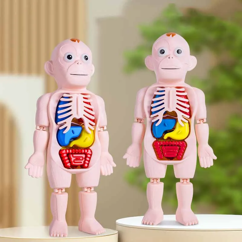 Modelo de Ornamentos de Órgãos Humanos Infantis, Montagem DIY, STEAM Medical, Educação Infantil, Modelo Cognitivo, Brinquedos Educativos