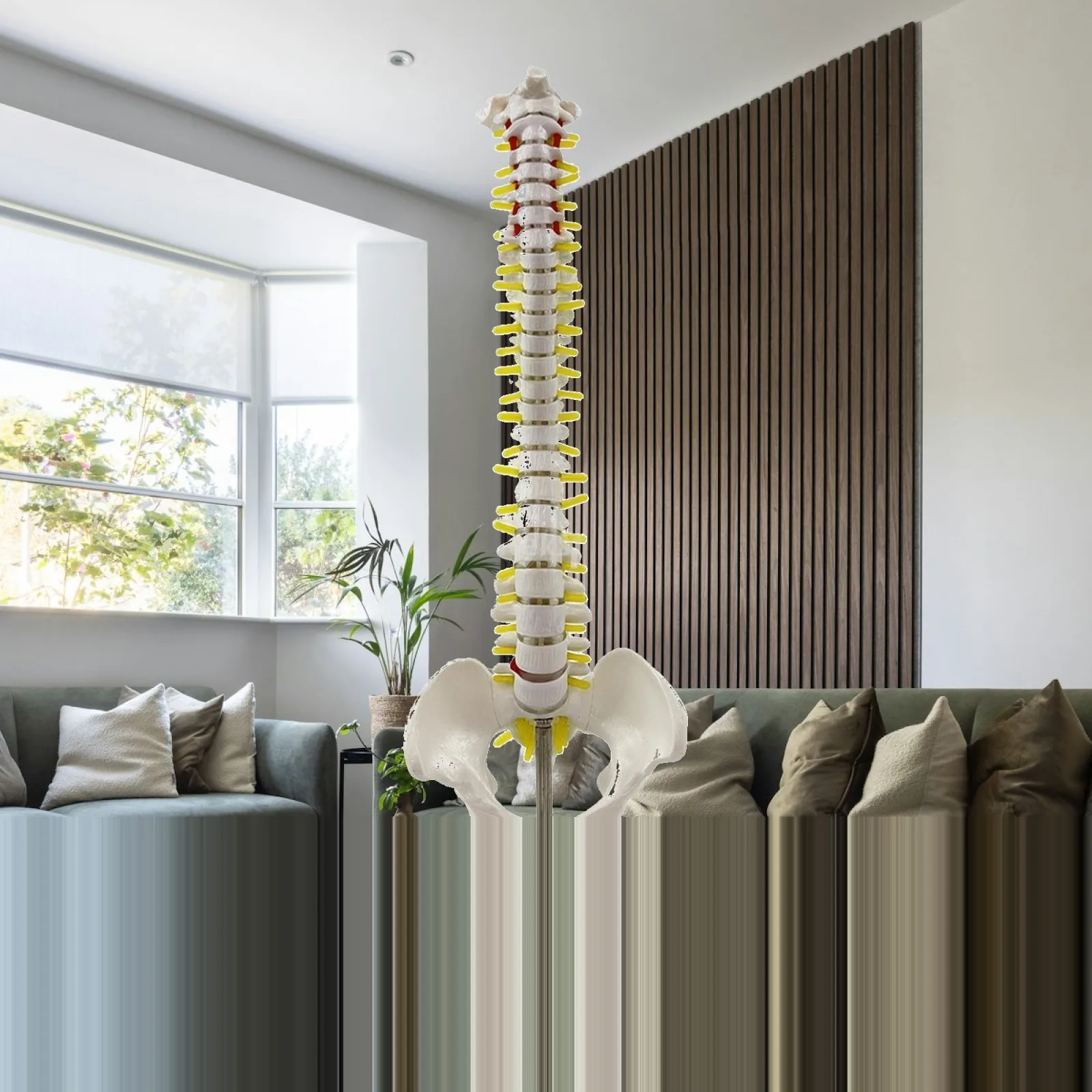 PVC Human Spine Anatomy Model with Transverse Processes and Spinal Cross Sections for Classroom