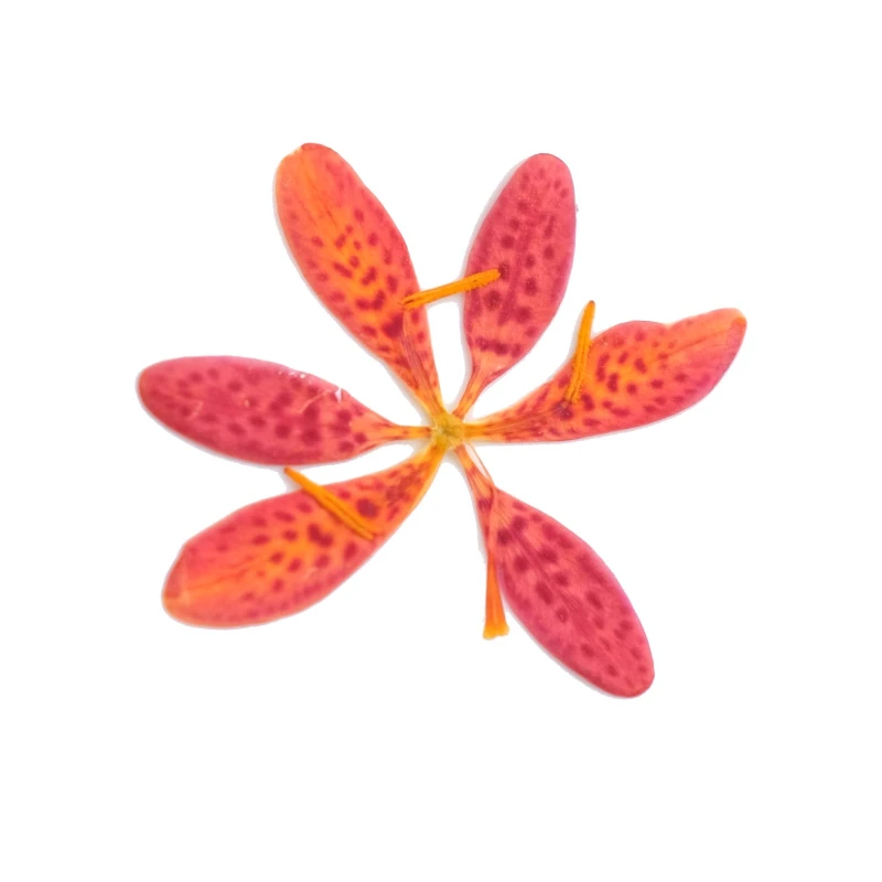 12 Stück, gepresste Belamcanda- und Iris-Trockenblumen, ideal für DIY-Epoxidharz-Handwerk, Handyhüllen, Untersetzer, Pflanzenrahmen, handgefertigte Dekoration – Detail 5