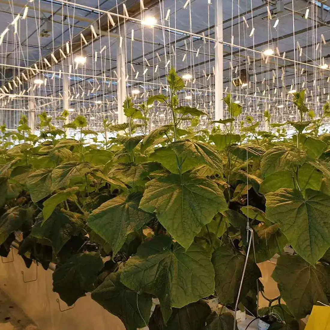 -A25M 10 قطع خطافات الطماطم المعدنية المضادة للسحق خطافات الحديقة خطاف الطماطم النباتية يدعم زراعة الطماطم والكرز ونباتات الكرمة وما إلى ذلك