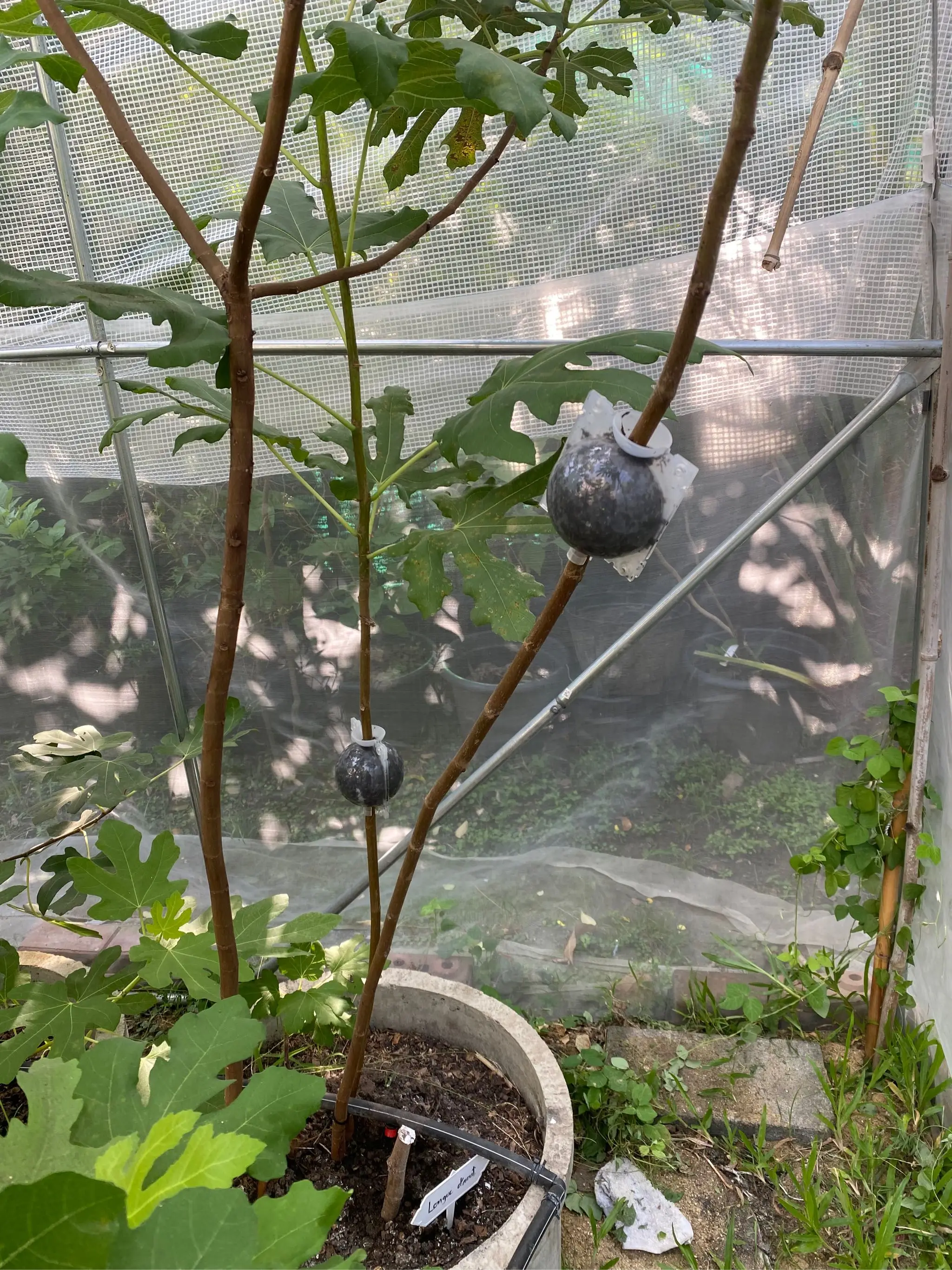 5pcs 5cm Plant Rooting Ball Plant Root Growing Box Grafting Rooting Growing Box Breeding Case For Garden Tools F2