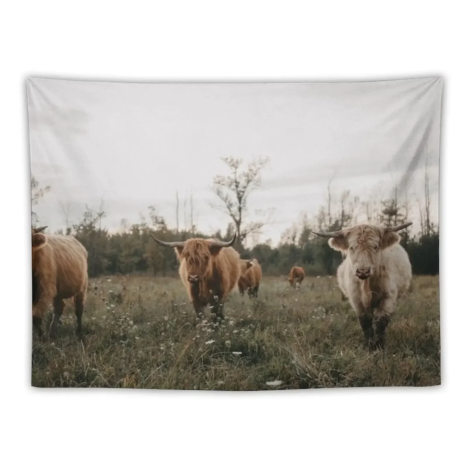 

Highland cows in the meadow at sunset Tapestry Room Ornaments On The Wall Room Decorator Carpet Wall Tapestry