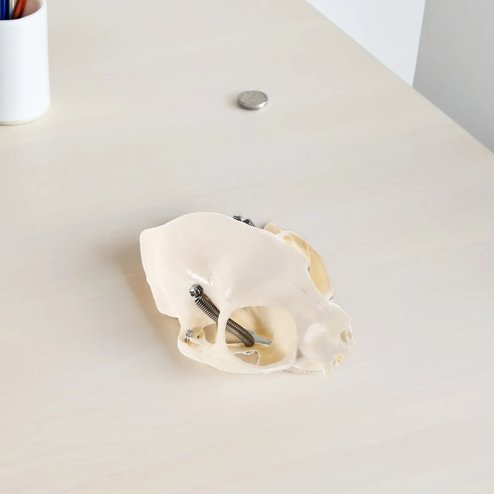 1pcs Cat Realistic Anatomical Skull Durable Educational Teaching Tool For Classroom Display Animal