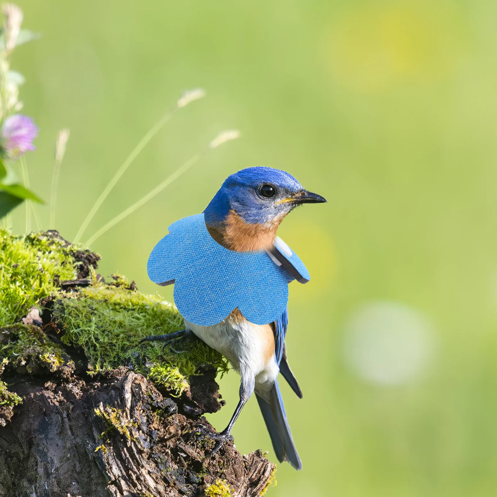 

2Pcs Bird Protective Collar Antibiting Parrot Neck Cone Easy to Wear Pet Recovery Accessory Cone Collar Parrot Collar”