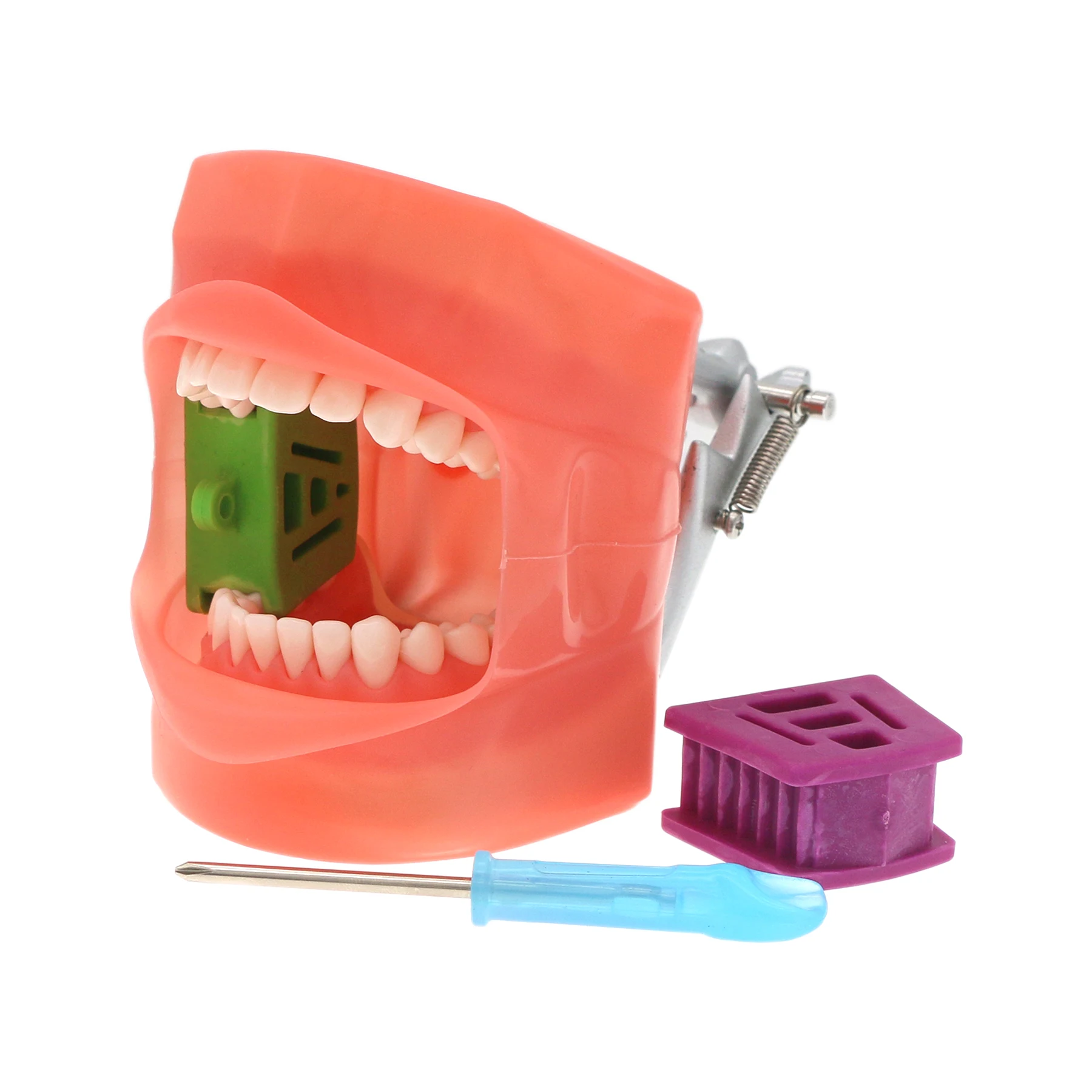 Dental Typodont Model with Removable Teeth for Kilgore NISSIN 200/500 Type, Anatomical Training Model M8011/M8012