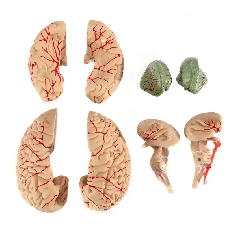 

Human Brain Model Anatomically Accurate Brains Mode Huma-n Brain- Anatomy for Science Classroom Study Display Teach Medical Mode