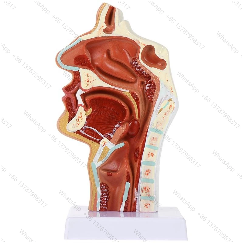 Nasal cavity model Oral cavity model Pharynx Larynx Anatomical model ornament