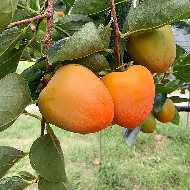 [ضمان الجودة] بيرسيمونز يونغام دايبونج الحلو 5 كجم 20 فواكه، مقاسات مختلفة متوفرة