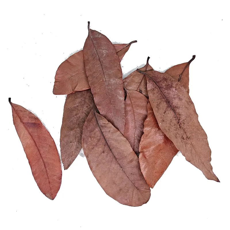 

Longan Leaves For Raising Turtles Preventing Rotting Skin Creating Scenery Avoiding Grass And Specifically Designed For Turtles