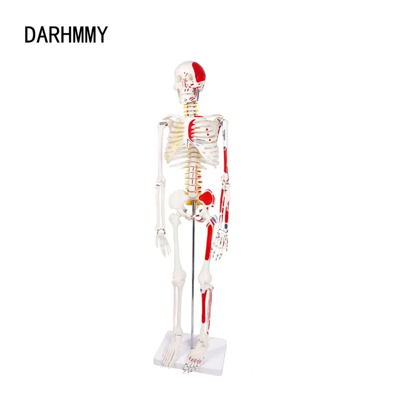 DARHMMY Human Skeleton Model Hot Sale 1/2 Life Size 85cm Half Muscle Drawing Medical Science Anatomy