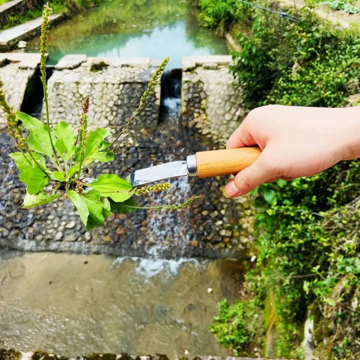 Manuelles Unkrautmaschinen-Set: Maaier Sichel + Straßenriss-Unkrautwerkzeug + Garten-Handschaufel – robuster Kohlenstoffstahl für den Außenbereich und – Detail 11