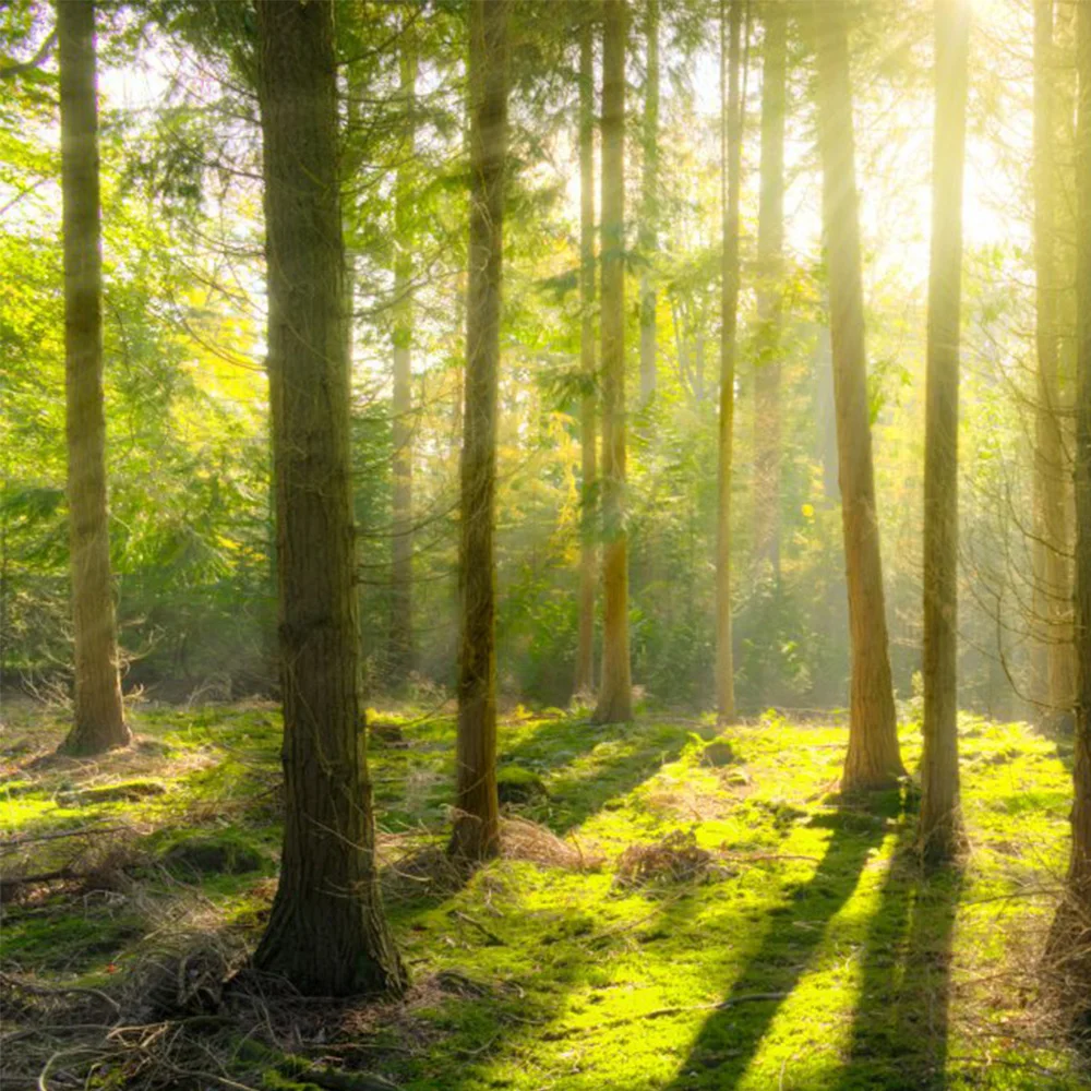 New product forest trees