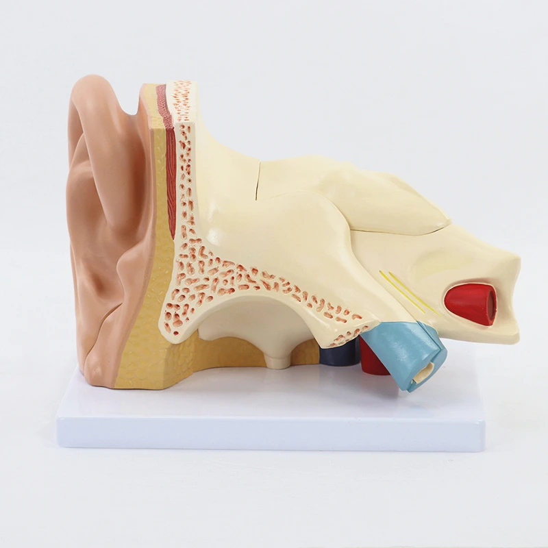 Human Ear Anatomy Model,5 Times Enlarged Human Ear Model Showing Organs Structure of the Central and External Ears with Base