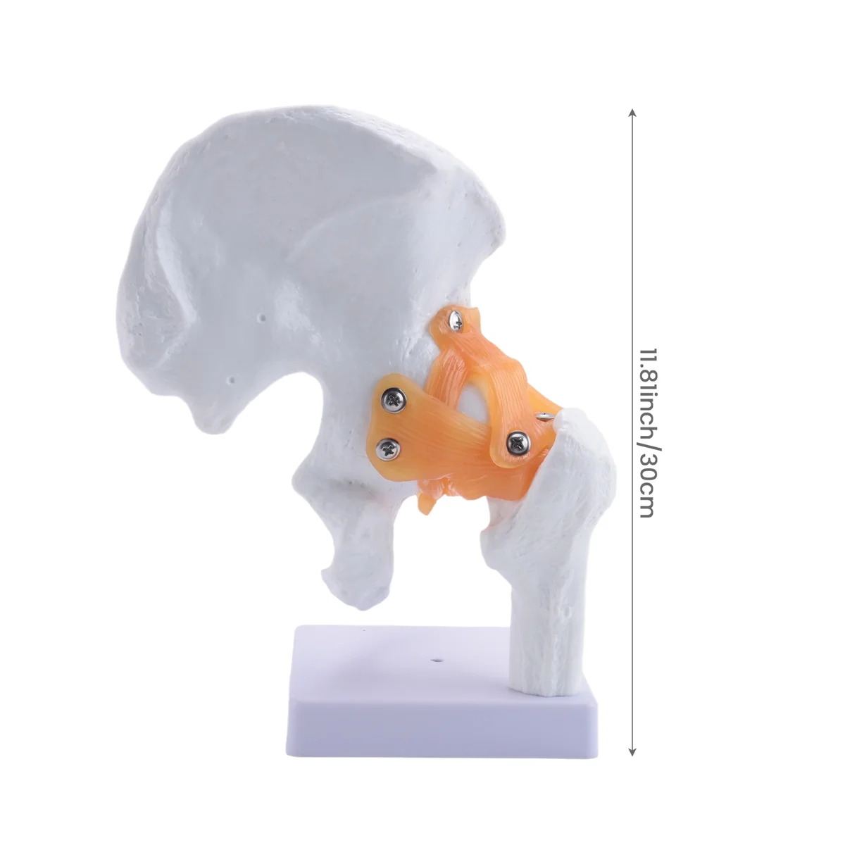 Gfc-Life ขนาดกายวิภาคสะโพกร่วมรุ่นโครงกระดูกมนุษย์ Anatomy การออกกําลังกายกระดูกกระดูกปวดทรัพยากรการสอน