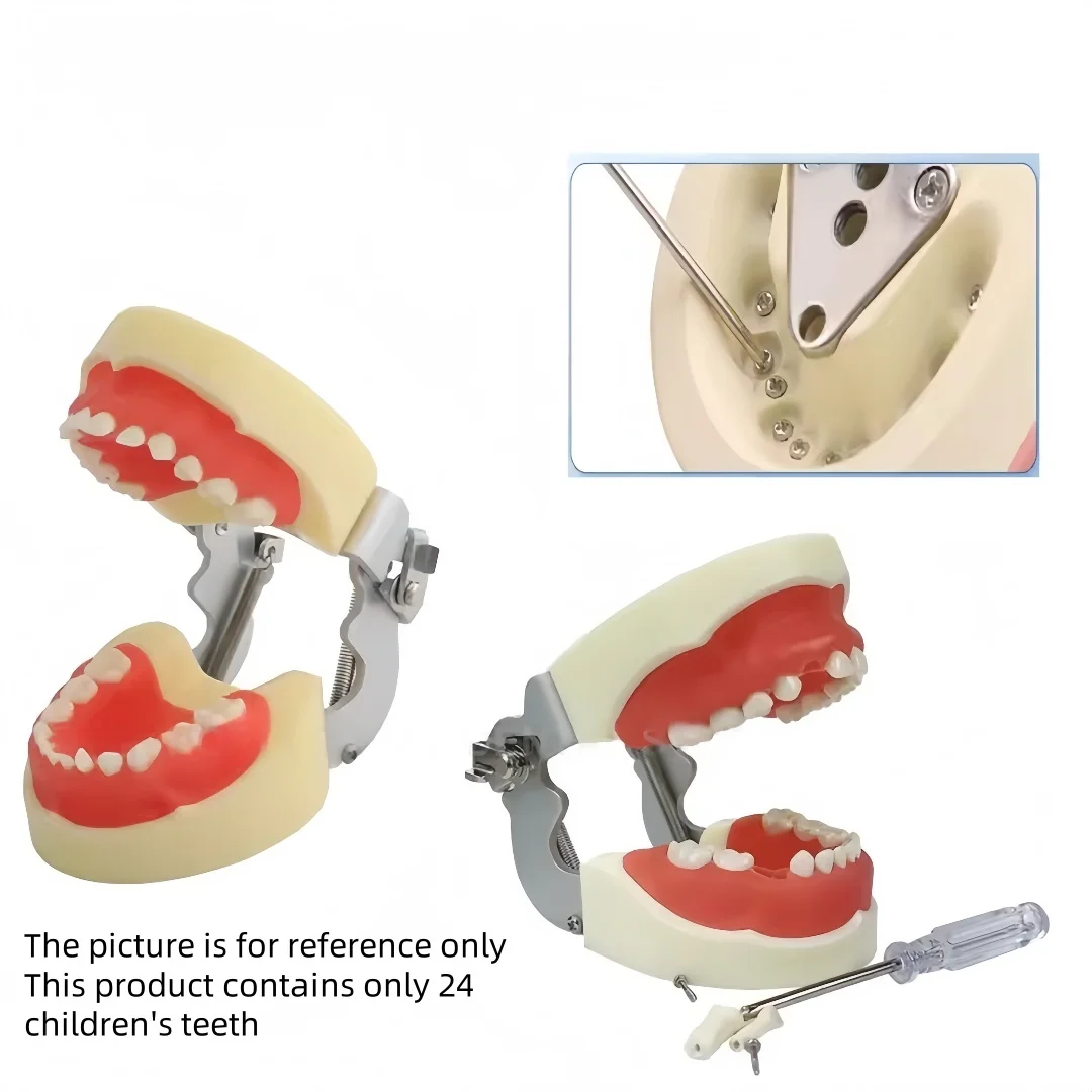 24 قطعة نموذج ممارسة الأسنان للأطفال نموذج الأسنان النفضية لطب الأسنان للأطفال وسائل تعليمية لتدريب تعليم الأسنان #6