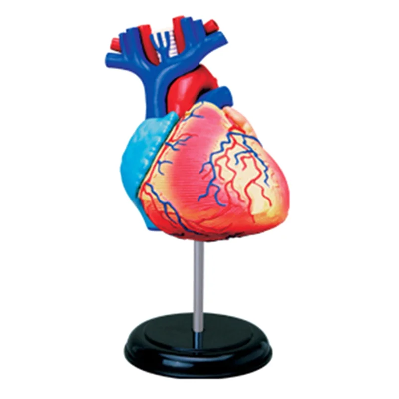 Populair menselijk lichaamsmodel Verwijderbare onderdelen Onderwijsorganenmodel (hartmodel)