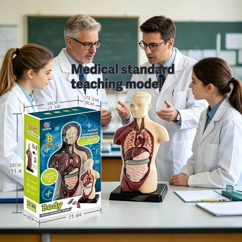 Premium 6 Organ Human Body Anatomy Model Medical Display Ornament Science Teacher Gift Medical Student Present Office Decoration