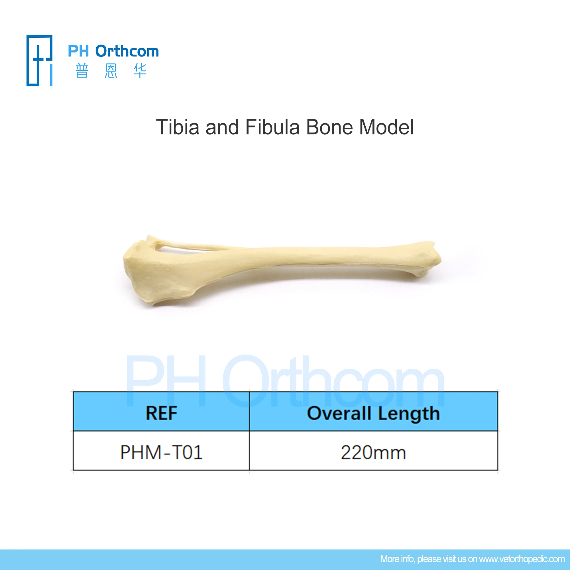 Orthopedic Tibia and Fibula Bone Model Education Pets Medical Supplies and Equipment Instruments