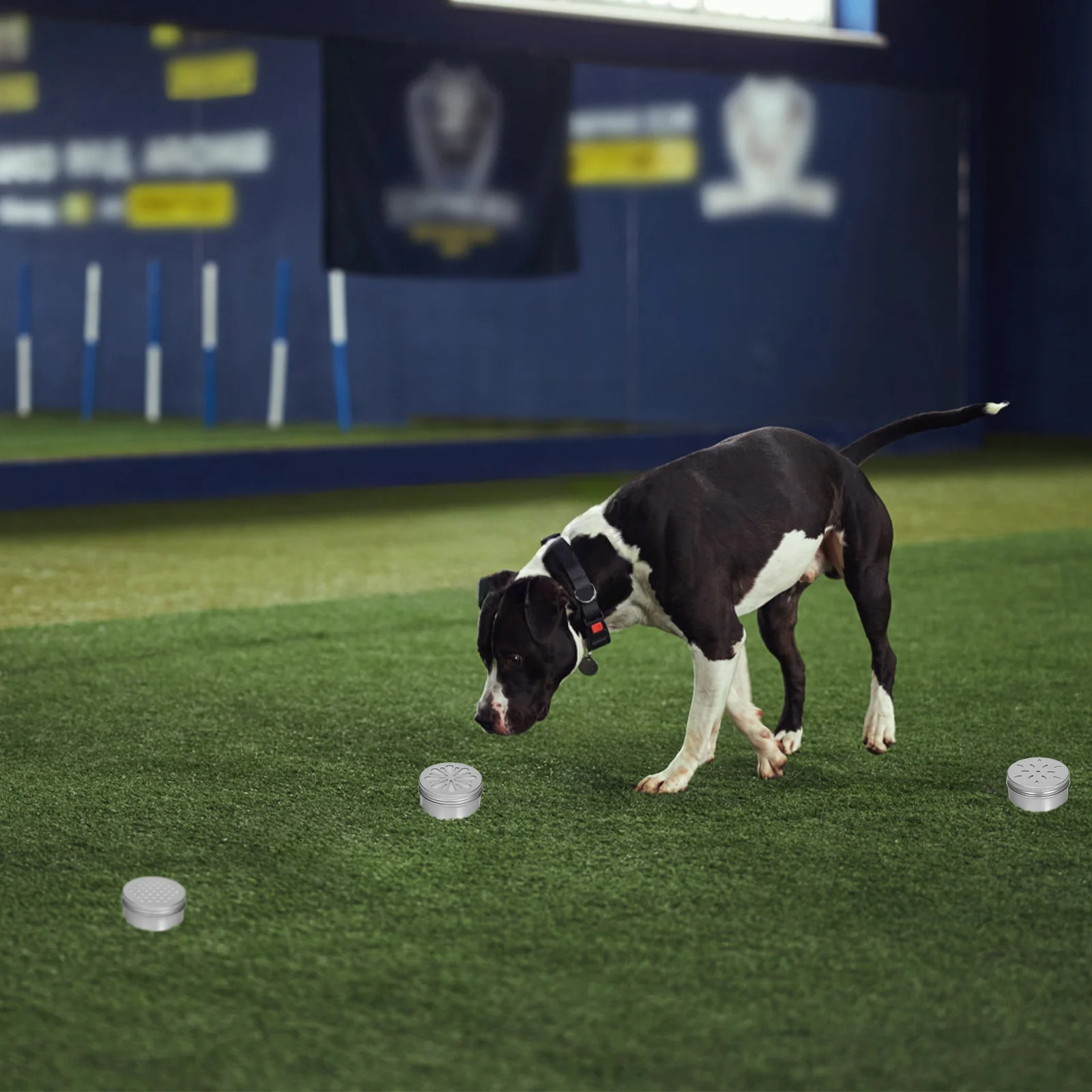 

1Set Dog Scent Work Kit Small Aluminum Tins with Hollow Lid Design Adhesive Pads for Nose Training Agility Equipment Odor