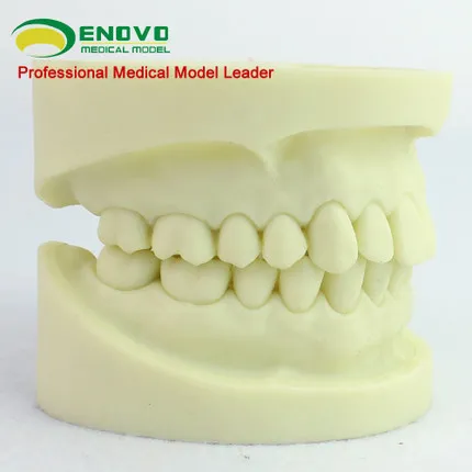 

White teeth dental model hole preparation dentistry practice oral practice test standard dental tooth preparation