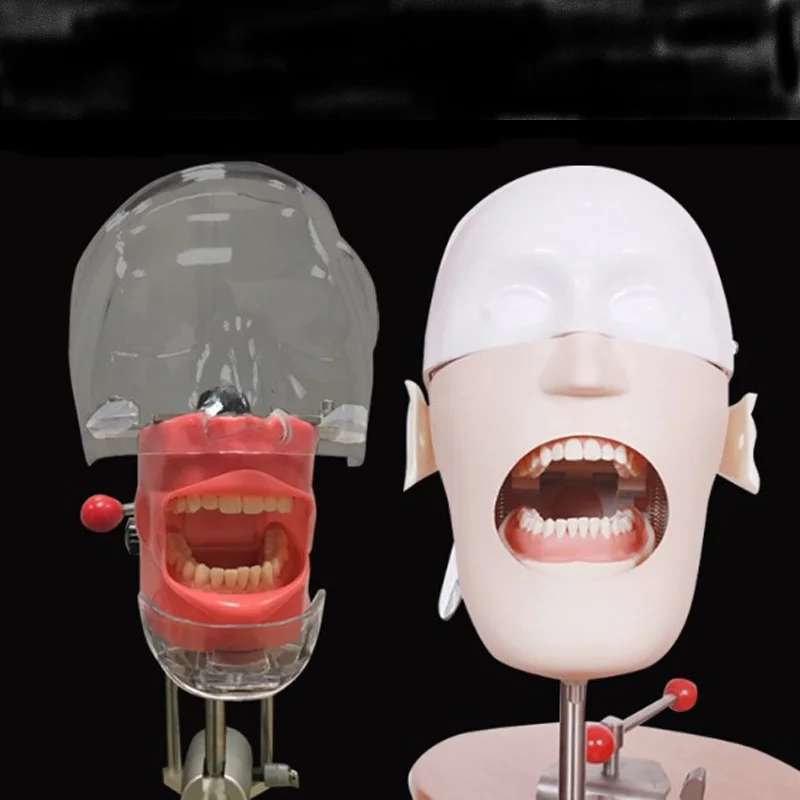 Dental Manikins Phantom Head Sennior Manikins Phantom Head Simple Simulation Head Preparation For Preparing Teeth