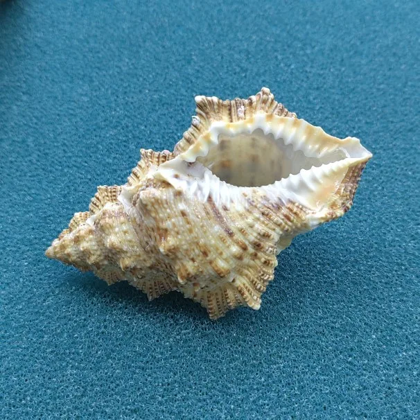 

1PC Natural Conch Seashell Hermit Crab Shell Replacement for Home Decoration Wedding Party Decor Gifts Fish Tank Landscapin