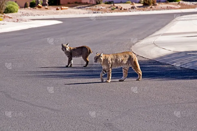

Металлическая опорная пластина двигателя 8290 8290R 8290X для радиоуправляемых краулеров Trxs TRX4 TRX6 1/10: запчасти и аксессуары для тюнинга