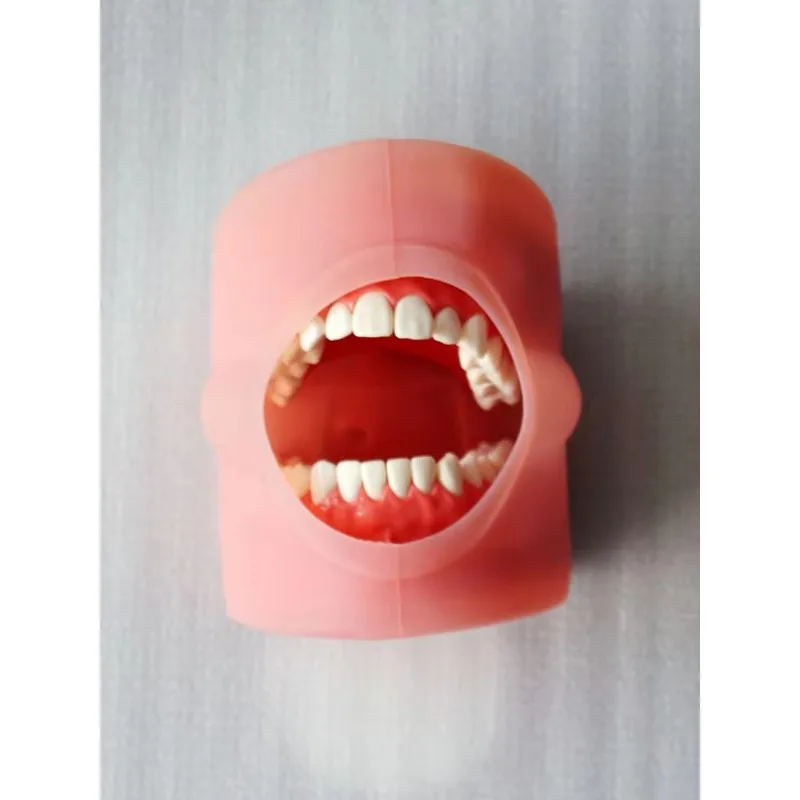 Modelo fantasma de mesa do simulador de treinamento médico YTYIN para estudantes universitários