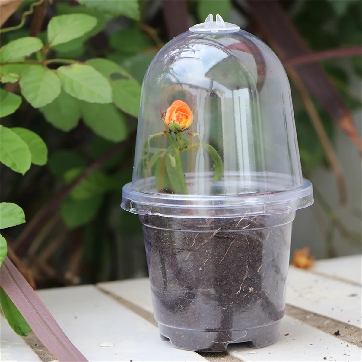 10/20Pcs Seedling Nursery Cup Thickened 3.5/4/5/6 Inch PET Garden Herb Flower Cultivation Seeds Germinate Seedling Pot with Lid