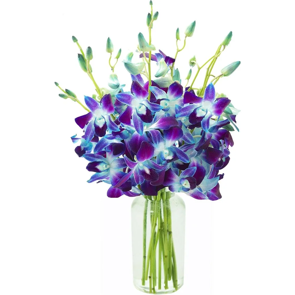 

Exotic Blue Orchid Bouquet with Vase from Thailand - Perfect Gift for Birthdays, Anniversaries, and Special Occasions