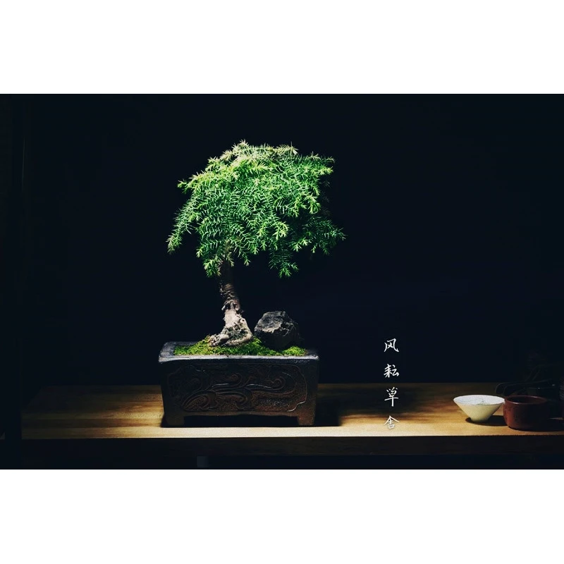 Chiński rzeźbiony garnek do bonsai, klasyczny stół, dekoracja ogrodu domowego, tradycja