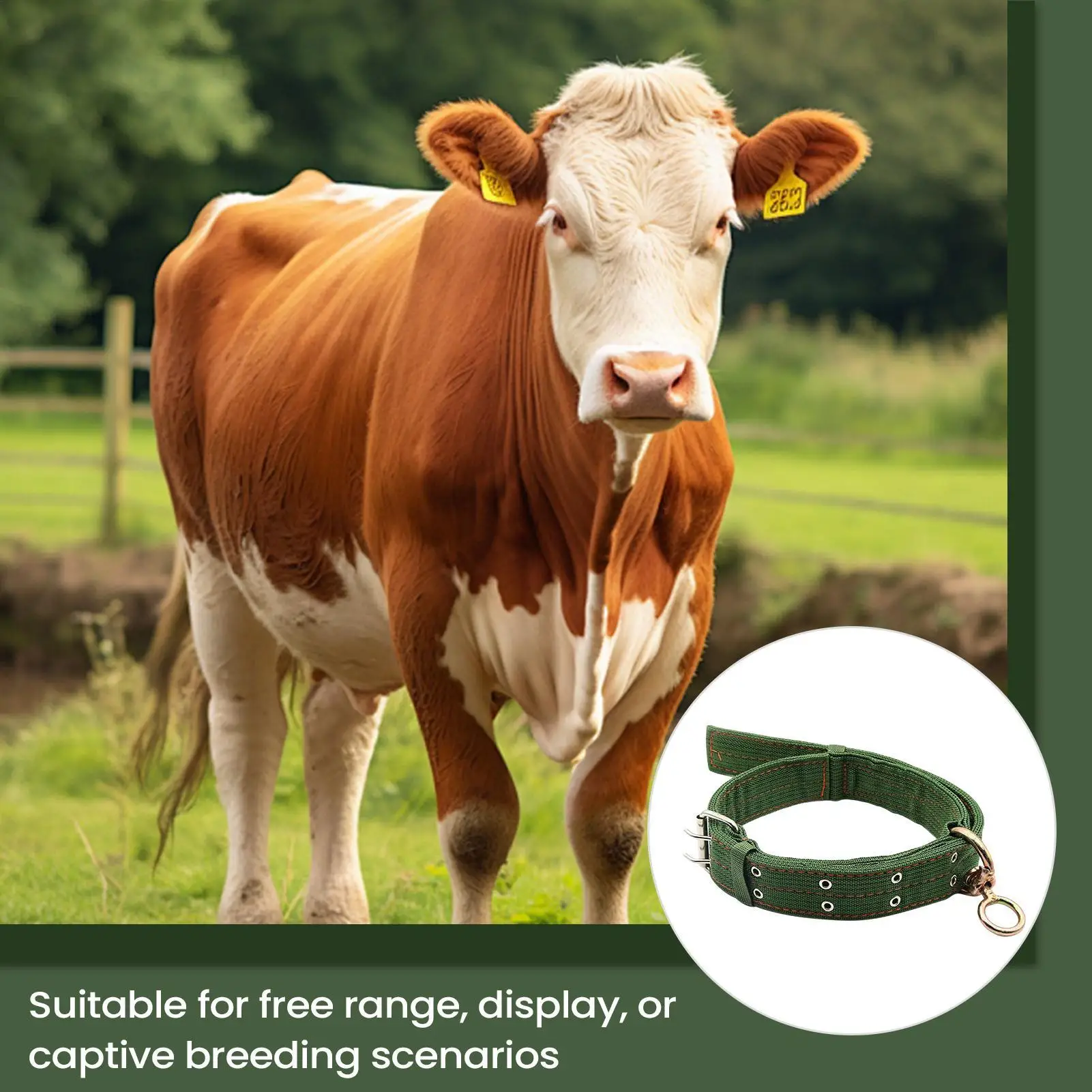 Adjustable Military Dog Collar Metal D-Ring And Buckle Working Dog Collar, Five-Level Adjustment For Medium And Large Dogs