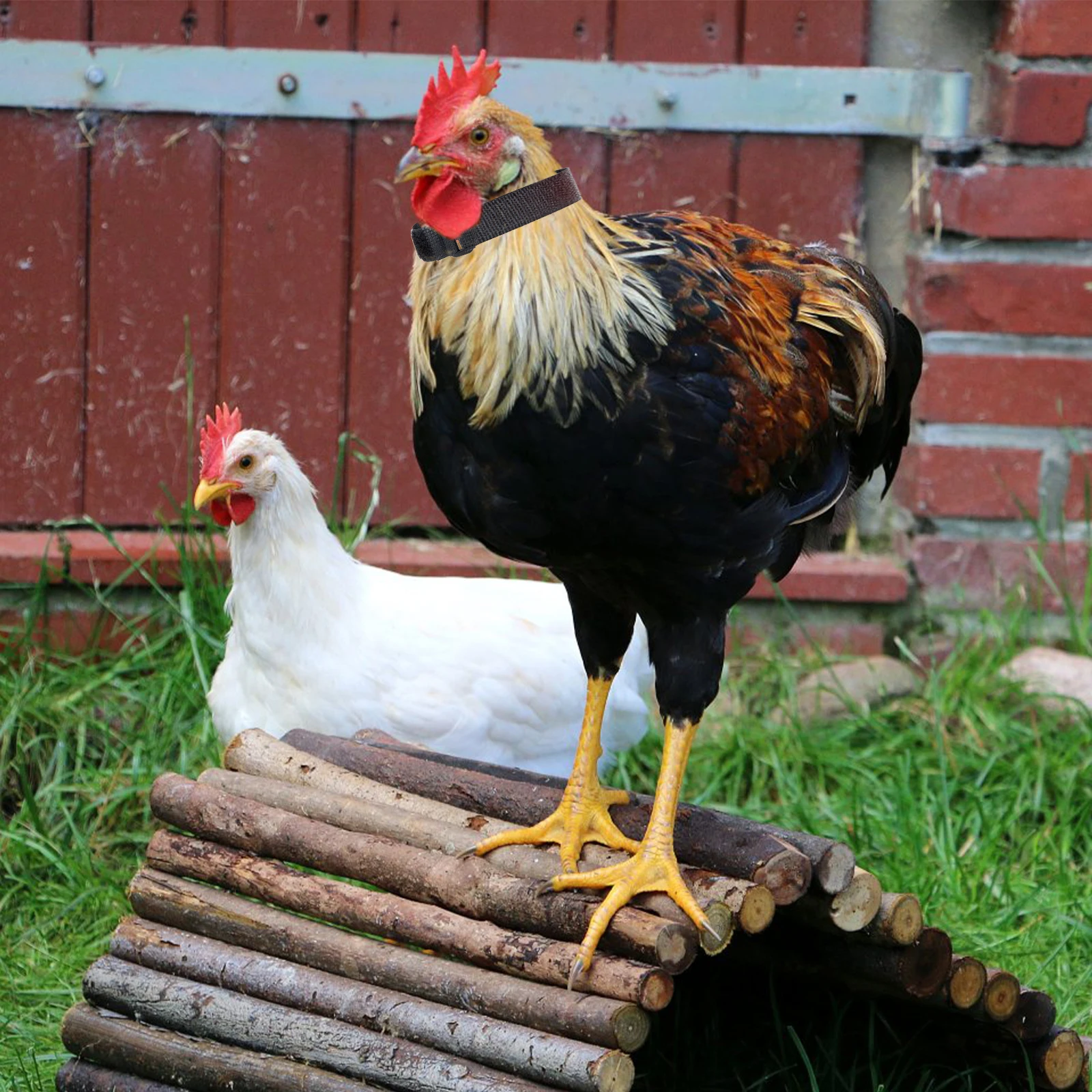 

4 Pcs Collar Safe Rooster Collars Noise Free Poultry Supply Durable Nylon Adjustable Pet Accessories