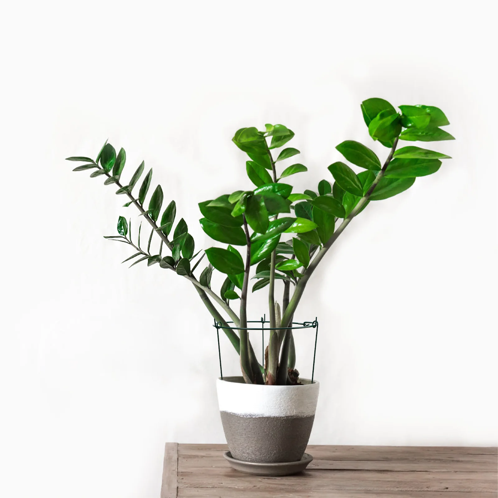 

3Pcs Plant Support Stakes Sturdy Iron Plant Supports for Garden Trellis Climbing Plants Flower Stem Support Frames for Indoor