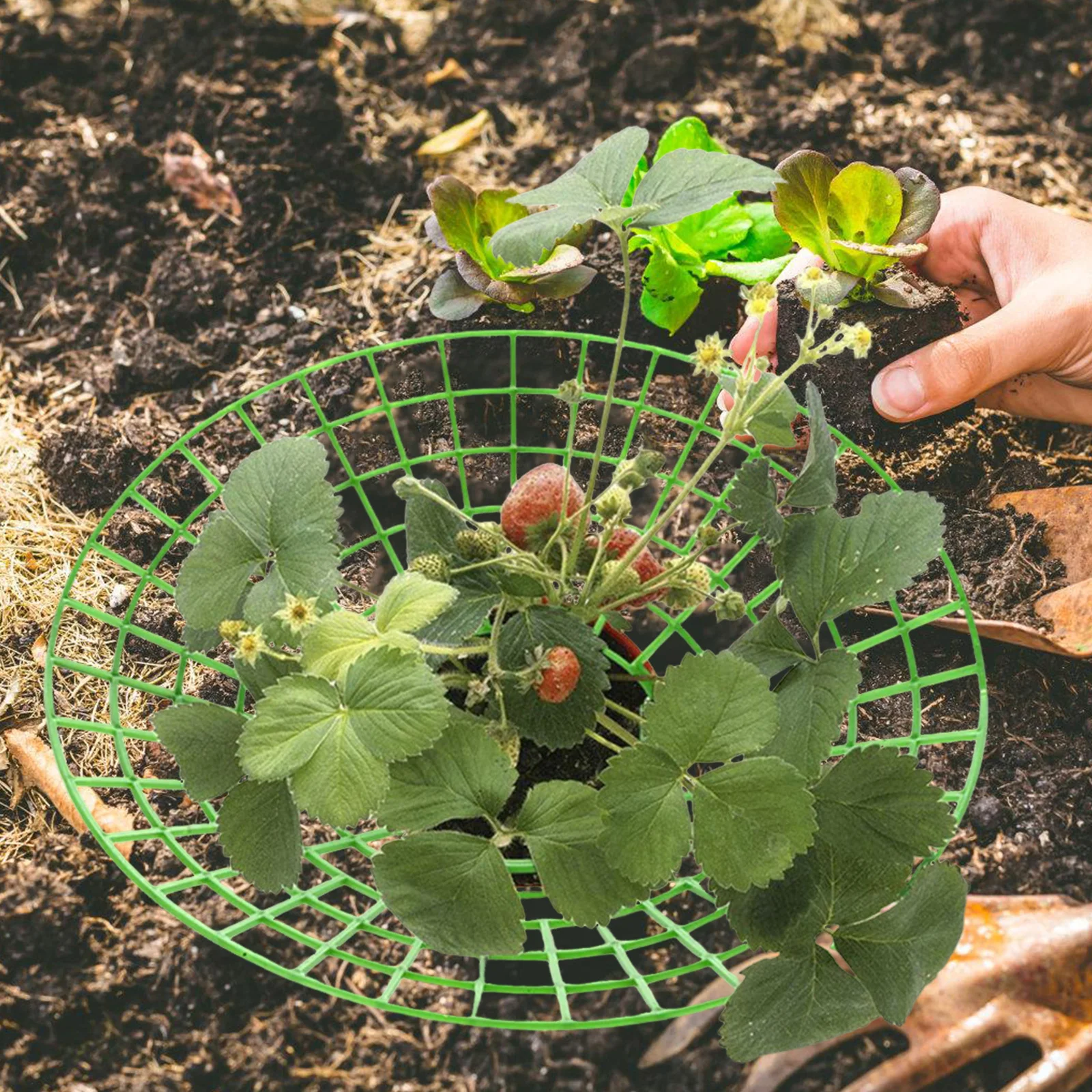

4Pcs Strawberry Planting Racks Vertical Support Frame 12Inch Balcony Garden Stand for Healthy Growth Airflow Protection