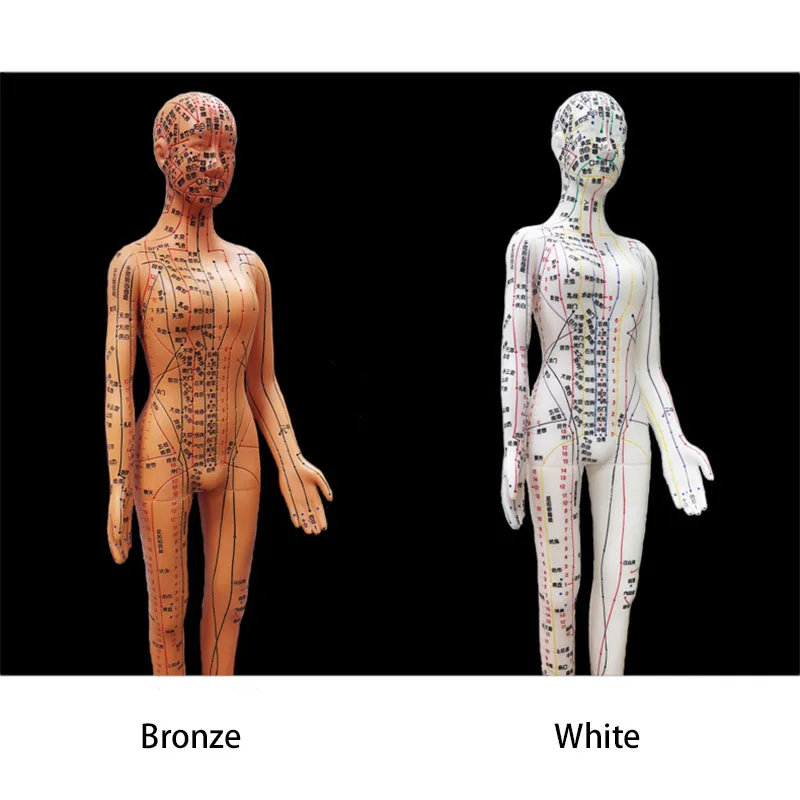 Human Body Acupuncture Model Female/Male Meridians Model Chart Book Chinese Medicine 52cm