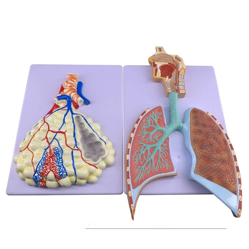 

Enlarged anatomical model of pulmonary relief alveoli in the human respiratory system