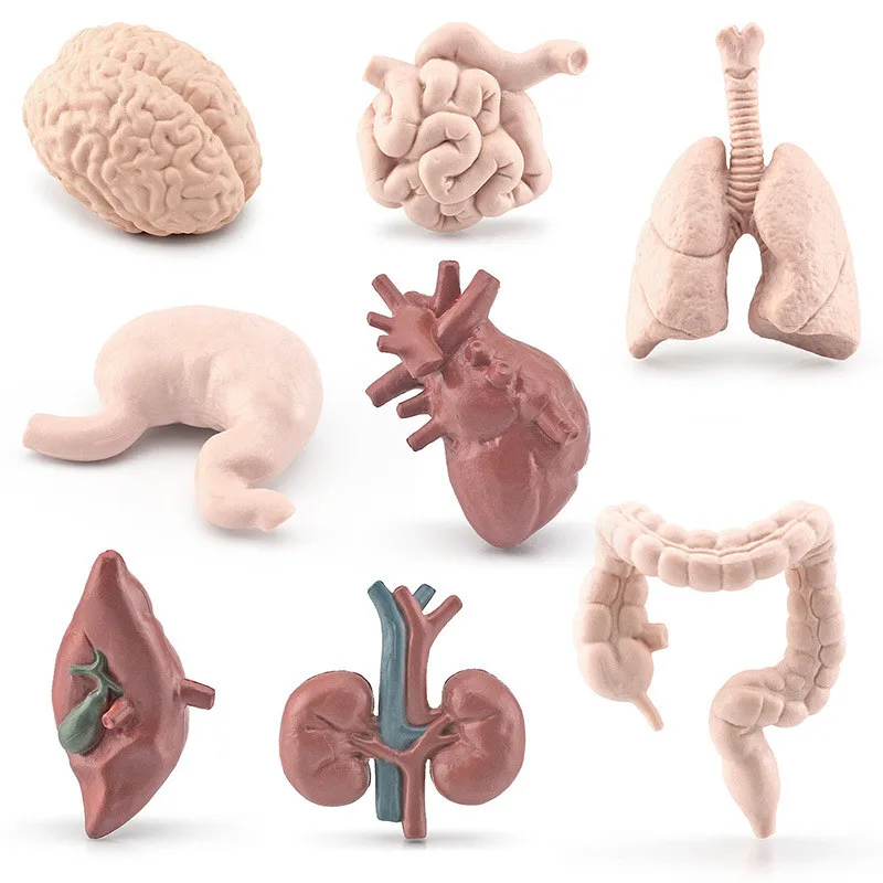 

Simulation Human Torso Body Organ Miniature Anatomy Organs Model Brain Heart Biology Teaching Tool Kids Montessori Cognitive Toy