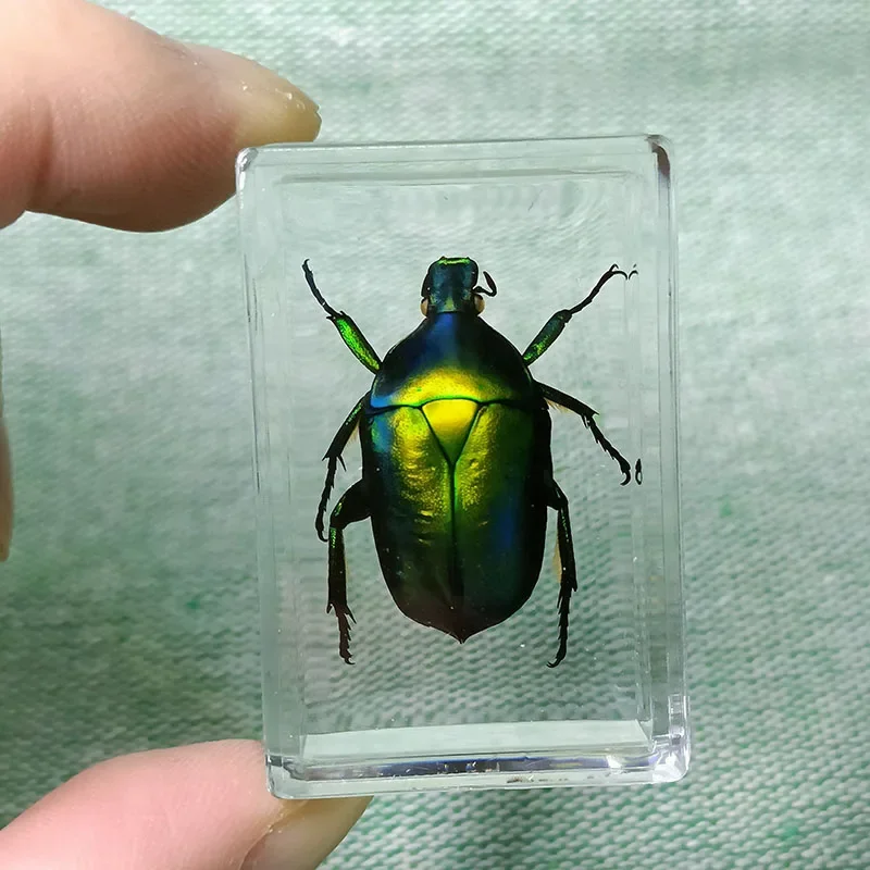 Real Insect Specimens Are Wrapped In Resin Desktop Decoration Insects Teaching Children\'s Gifts Biology Class Props 1pcs/4.3cm